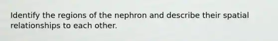 Identify the regions of the nephron and describe their spatial relationships to each other.