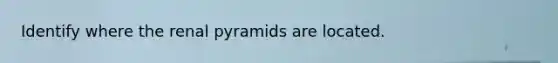 Identify where the renal pyramids are located.