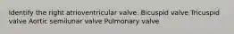 Identify the right atrioventricular valve. Bicuspid valve Tricuspid valve Aortic semilunar valve Pulmonary valve