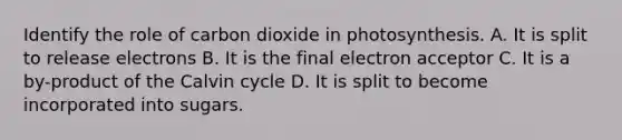 Identify the role of carbon dioxide in photosynthesis. A. It is split to release electrons B. It is the final electron acceptor C. It is a by-product of the Calvin cycle D. It is split to become incorporated into sugars.