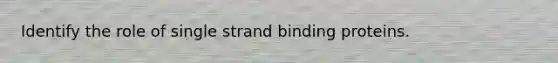 Identify the role of single strand binding proteins.