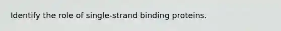 Identify the role of single-strand binding proteins.