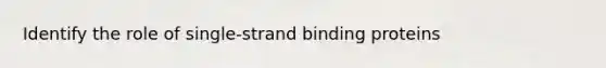 Identify the role of single-strand binding proteins