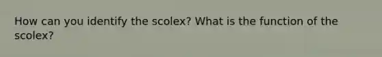 How can you identify the scolex? What is the function of the scolex?