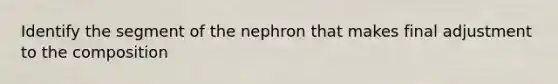 Identify the segment of the nephron that makes final adjustment to the composition