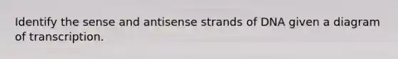 Identify the sense and antisense strands of DNA given a diagram of transcription.​