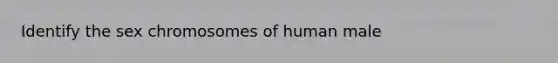 Identify the sex chromosomes of human male