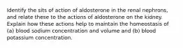 Identify the sits of action of aldosterone in the renal nephrons, and relate these to the actions of aldosterone on the kidney. Explain how these actions help to maintain the homeostasis of (a) blood sodium concentration and volume and (b) blood potassium concentration.