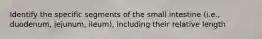 Identify the specific segments of the small intestine (i.e., duodenum, jejunum, ileum), including their relative length