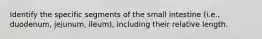 Identify the specific segments of the small intestine (i.e., duodenum, jejunum, ileum), including their relative length.