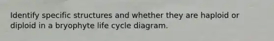 Identify specific structures and whether they are haploid or diploid in a bryophyte life cycle diagram.