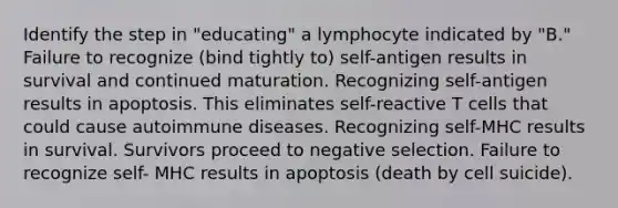 Identify the step in "educating" a lymphocyte indicated by "B." Failure to recognize (bind tightly to) self-antigen results in survival and continued maturation. Recognizing self-antigen results in apoptosis. This eliminates self-reactive T cells that could cause autoimmune diseases. Recognizing self-MHC results in survival. Survivors proceed to negative selection. Failure to recognize self- MHC results in apoptosis (death by cell suicide).