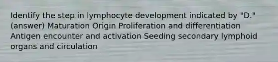 Identify the step in lymphocyte development indicated by "D." (answer) Maturation Origin Proliferation and differentiation Antigen encounter and activation Seeding secondary lymphoid organs and circulation