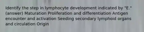 Identify the step in lymphocyte development indicated by "E." (answer) Maturation Proliferation and differentiation Antigen encounter and activation Seeding secondary lymphoid organs and circulation Origin