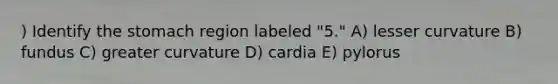 ) Identify the stomach region labeled "5." A) lesser curvature B) fundus C) greater curvature D) cardia E) pylorus