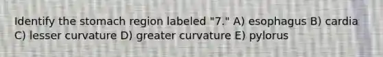 Identify <a href='https://www.questionai.com/knowledge/kLccSGjkt8-the-stomach' class='anchor-knowledge'>the stomach</a> region labeled "7." A) esophagus B) cardia C) lesser curvature D) greater curvature E) pylorus