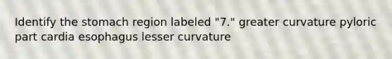 Identify the stomach region labeled "7." greater curvature pyloric part cardia esophagus lesser curvature