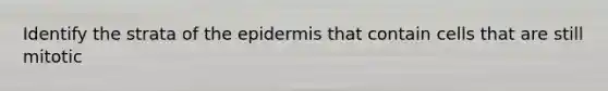 Identify the strata of the epidermis that contain cells that are still mitotic