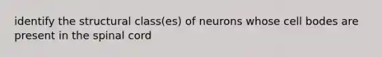 identify the structural class(es) of neurons whose cell bodes are present in the spinal cord