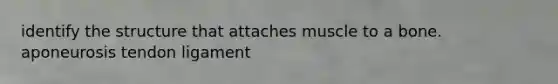 identify the structure that attaches muscle to a bone. aponeurosis tendon ligament
