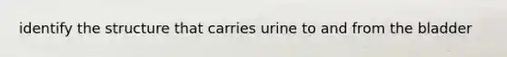 identify the structure that carries urine to and from the bladder