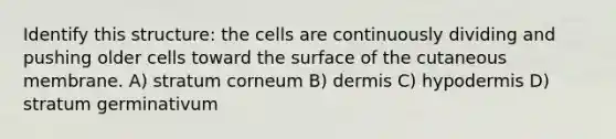 Identify this structure: the cells are continuously dividing and pushing older cells toward the surface of the cutaneous membrane. A) stratum corneum B) dermis C) hypodermis D) stratum germinativum