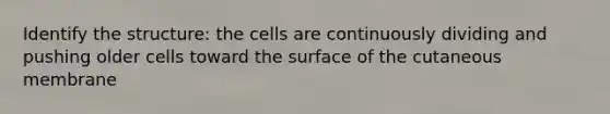 Identify the structure: the cells are continuously dividing and pushing older cells toward the surface of the cutaneous membrane