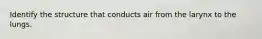Identify the structure that conducts air from the larynx to the lungs.