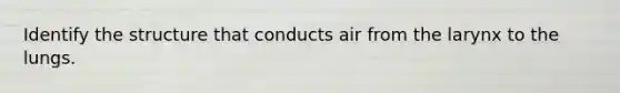 Identify the structure that conducts air from the larynx to the lungs.
