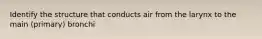 Identify the structure that conducts air from the larynx to the main (primary) bronchi