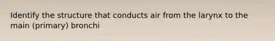 Identify the structure that conducts air from the larynx to the main (primary) bronchi