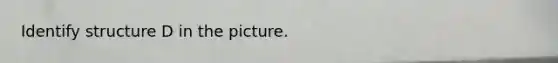 Identify structure D in the picture.