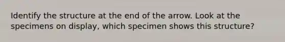 Identify the structure at the end of the arrow. Look at the specimens on display, which specimen shows this structure?