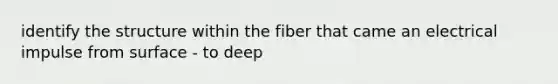 identify the structure within the fiber that came an electrical impulse from surface - to deep