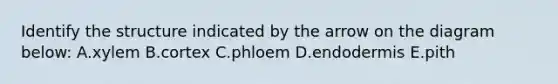 Identify the structure indicated by the arrow on the diagram below: A.xylem B.cortex C.phloem D.endodermis E.pith