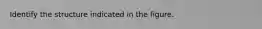 Identify the structure indicated in the figure.