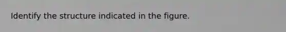 Identify the structure indicated in the figure.