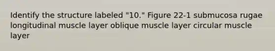 Identify the structure labeled "10." Figure 22-1 submucosa rugae longitudinal muscle layer oblique muscle layer circular muscle layer