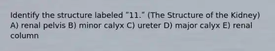 Identify the structure labeled ʺ11.ʺ (The Structure of the Kidney) A) renal pelvis B) minor calyx C) ureter D) major calyx E) renal column