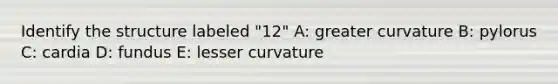 Identify the structure labeled "12" A: greater curvature B: pylorus C: cardia D: fundus E: lesser curvature