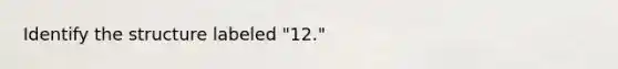 Identify the structure labeled "12."