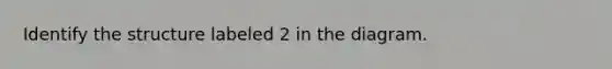Identify the structure labeled 2 in the diagram.