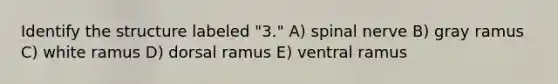 Identify the structure labeled "3." A) spinal nerve B) gray ramus C) white ramus D) dorsal ramus E) ventral ramus