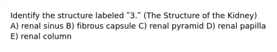 Identify the structure labeled ʺ3.ʺ (The Structure of the Kidney) A) renal sinus B) fibrous capsule C) renal pyramid D) renal papilla E) renal column