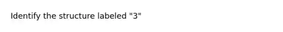 Identify the structure labeled "3"