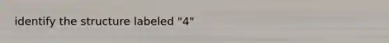 identify the structure labeled "4"