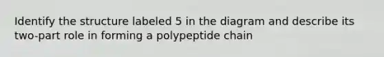 Identify the structure labeled 5 in the diagram and describe its two-part role in forming a polypeptide chain