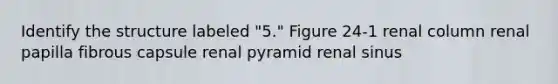 Identify the structure labeled "5." Figure 24-1 renal column renal papilla fibrous capsule renal pyramid renal sinus