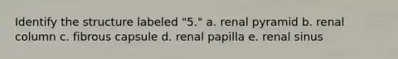 Identify the structure labeled "5." a. renal pyramid b. renal column c. fibrous capsule d. renal papilla e. renal sinus