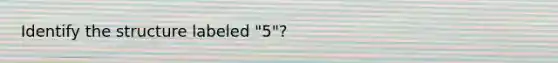 Identify the structure labeled "5"?